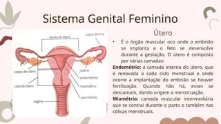 Útero
• É o órgão muscular oco onde o embrião
se implanta e o feto se desenvolve
durante a gestação. O útero é composto
por várias camadas:
Endométrio: a camada interna do útero, que
é renovada a cada ciclo menstrual e onde
ocorre a implantação do embrião se houver
fertilização. Quando não há, esses se
descamam, dando origem a menstruação.
Miométrio: camada muscular intermediária
que se contrai durante o parto e também nas
cólicas menstruais.
Sistema Genital Feminino
 