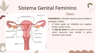 Útero
Perimétrio: camada externa que envolve e
protege o útero.
• O útero pode ser dividido nas regiões:
fundo, corpo e colo.
• O colo do útero se abre na vagina e é um
canal muscular que recebe o pênis
durante o ato sexual.
Sistema Genital Feminino
 