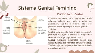 Pudendo ou Vulva
• Monte de Vênus: é a região de tecido
adiposo coberta por pele e pelos na
puberdade, que fica logo acima dos ossos
púbicos. Ajuda a proteger a região genital.
• Lábios:
Lábios maiores: são duas pregas externas de
pele que protegem a entrada da vagina e o
restante dos órgãos genitais internos.
Lábios menores: localizados dentro dos
lábios maiores, são menores e mais delicados.
Também ajudam na proteção e lubrificação da
entrada da vagina.
Sistema Genital Feminino
 
