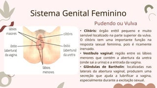 Pudendo ou Vulva
• Clitóris: órgão erétil pequeno e muito
sensível localizado na parte superior da vulva.
O clitóris tem uma importante função na
resposta sexual feminina, pois é ricamente
inervado.
• Vestíbulo vaginal: região entre os lábios
menores que contém a abertura da uretra
(onde sai a urina) e a entrada da vagina.
• Glândulas de Bartholin: localizadas nas
laterais da abertura vaginal, produzem uma
secreção que ajuda a lubrificar a vagina,
especialmente durante a excitação sexual.
Sistema Genital Feminino
 