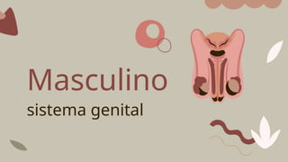 Masculino
sistema genital
 