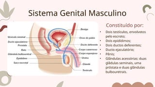 Constituído por:
• Dois testículos, envolvotos
pelo escroto;
• Dois epidídimos;
• Dois ductos deferentes;
• Ducto ejaculatório;
• Pênis;
• Glândulas acessórias: duas
glâdulas seminais, uma
próstata e duas glândulas
bulbouretrais.
Sistema Genital Masculino
 