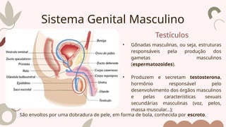 Testículos
• Gônadas masculinas, ou seja, estruturas
responsáveis pela produção dos
gametas masculinos
(espermatozoides).
• Produzem e secretam testosterona,
hormônio responsável pelo
desenvolvimento dos órgãos masculinos
e pelas características sexuais
secundárias masculinas (voz, pelos,
massa muscular...);
Sistema Genital Masculino
São envoltos por uma dobradura de pele, em forma de bola, conhecida por escroto.
 