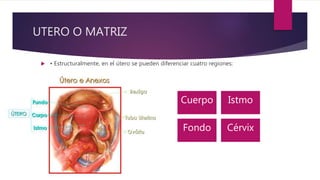 UTERO O MATRIZ
 • Estructuralmente, en el útero se pueden diferenciar cuatro regiones:
Cuerpo Fondo
Itsmo Cérvix
Cuerpo Istmo
Fondo Cérvix
 