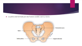  La pelvis está formada por dos huesos coxales: sacro y cóccix.
 