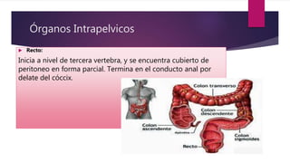 Órganos Intrapelvicos
 Recto:
Inicia a nivel de tercera vertebra, y se encuentra cubierto de
peritoneo en forma parcial. Termina en el conducto anal por
delate del cóccix.
 