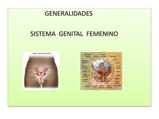GENERALIDADES
SISTEMA GENITAL FEMENINO
 