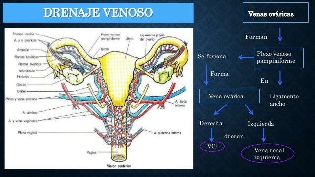 Sistema genital femenino órganos internos