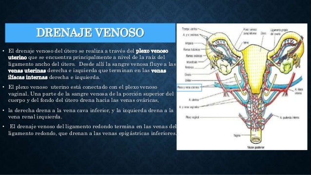 Sistema genital femenino órganos internos
