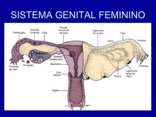 SISTEMA GENITAL FEMININO

 