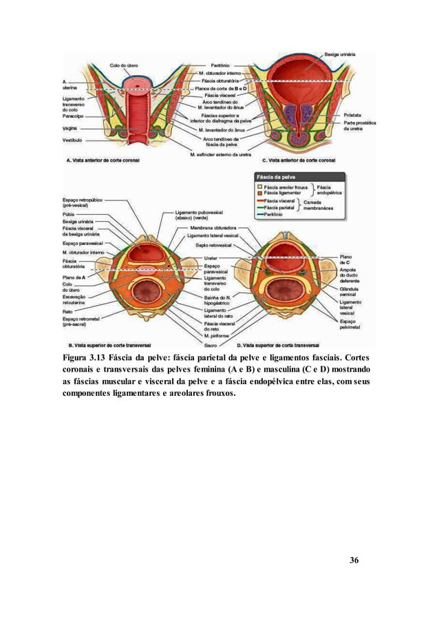 Sistema genital feminino | PDF