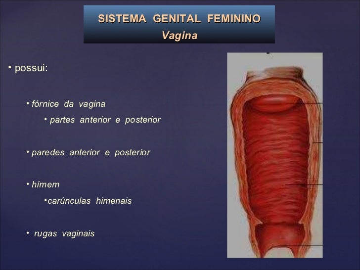 Sistema Genital Feminino Medicina2011 Sistema Genital Feminino Medicina2011
