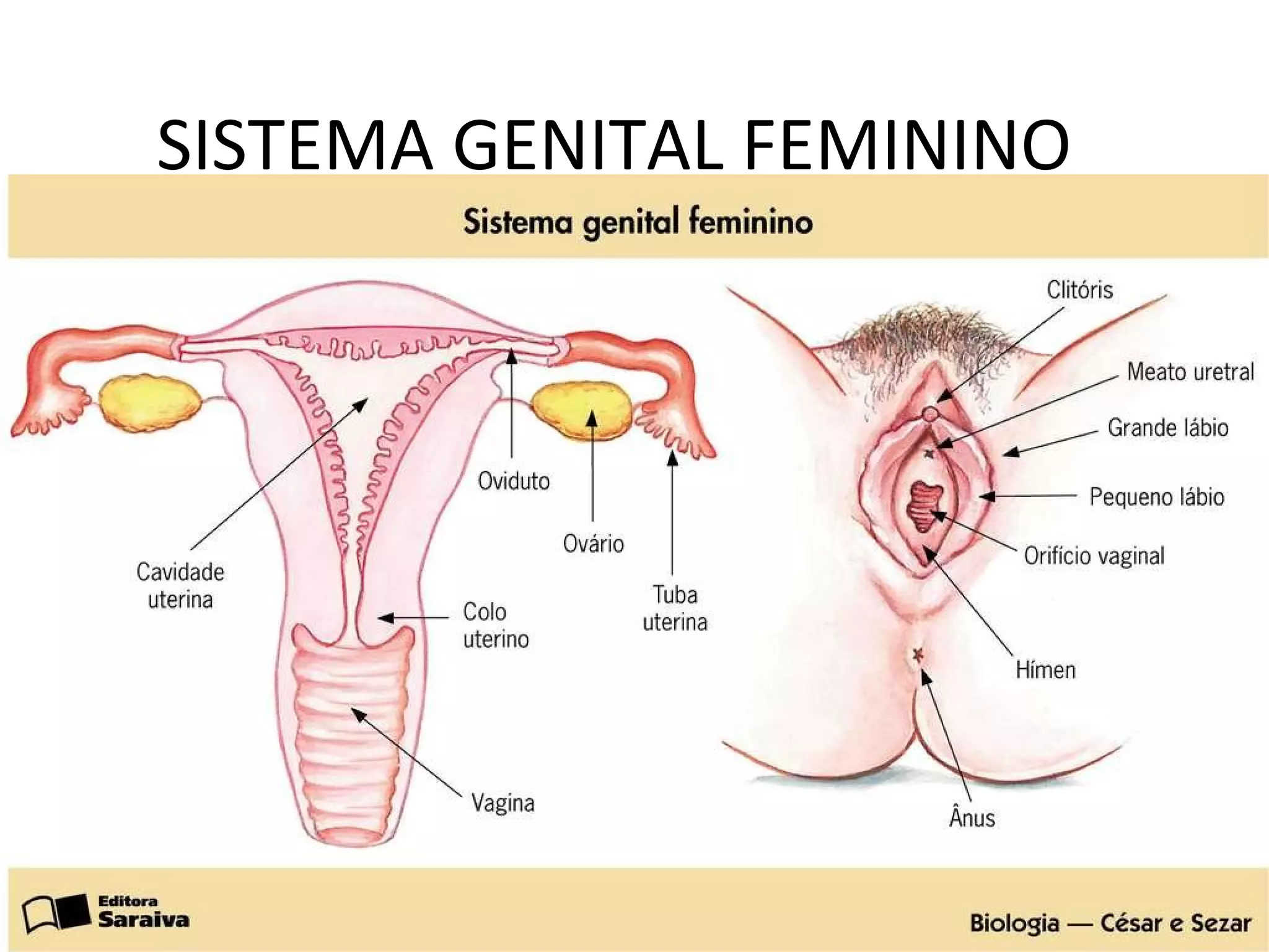 Imagem anatômica do sistema genital feminino