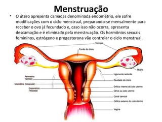 Menstruação O útero apresenta camadas denominada endométrio, ele sofre modificações com o ciclo menstrual, preparando-se mensalmente para receber o ovo já fecundado e, caso isso não ocorra, apresenta descamação e é eliminado pela menstruação. Os hormônios sexuais femininos, estrógeno e progesterona vão controlar o ciclo menstrual.  