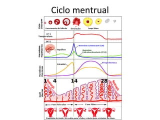 Ciclo mentrual 