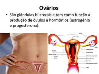 Ovários  São glândulas bilaterais e tem como função a produção de óvulos e hormônios,(estrogênio e progesterona).  