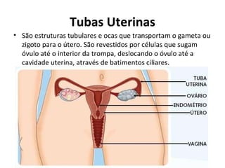 Tubas Uterinas São estruturas tubulares e ocas que transportam o gameta ou zigoto para o útero. São revestidos por células que sugam óvulo até o interior da trompa, deslocando o óvulo até a cavidade uterina, através de batimentos ciliares. 