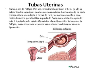 Tubas Uterinas Ou trompas de Falópio têm um comprimento de 6 cm a 9 cm, desde as extremidades superiores do útero até aos ovários. A extremidade de cada trompa dilata-se e adapta a forma de funil, formando um orifício com maior diâmetro, para facilitar a queda do óvulo no seu interior, quando este é libertado pelo ovário. Os ovários não estão unidos às trompas de Falópio, mas encontram-se suspensos muito perto delas graças a um ligamento.  