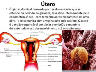Útero Órgão abdominal, formado por tecido muscular que se estende no período da gravidez, revestido internamente pelo endométrio, é oco,  com tamanho aproximadamente de uma pêra,  e se comunica com a vagina pelo colo uterino. O útero é o órgão responsável por alojar o embrião e mantê-lo durante todo o seu desenvolvimento até o nascimento.  