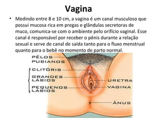 Vagina Medindo entre 8 e 10 cm, a vagina é um canal musculoso que possui mucosa rica em pregas e glândulas secretoras de muco, comunica-se com o ambiente pelo orifício vaginal. Esse canal é responsável por receber o pênis durante a relação sexual e serve de canal de saída tanto para o fluxo menstrual quanto para o bebê no momento de parto normal. 
