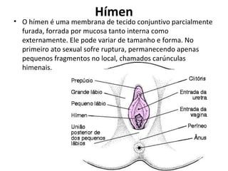 Hímen O hímen é uma membrana de tecido conjuntivo parcialmente furada, forrada por mucosa tanto interna como externamente. Ele pode variar de tamanho e forma. No primeiro ato sexual sofre ruptura, permanecendo apenas pequenos fragmentos no local, chamados carúnculas himenais.  