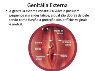 Genitália Externa A genitália externa constitui a vulva e possuem pequenos e grandes lábios, a qual são dobras da pele tendo como função a proteção dos orifícios vaginais e uretral. 