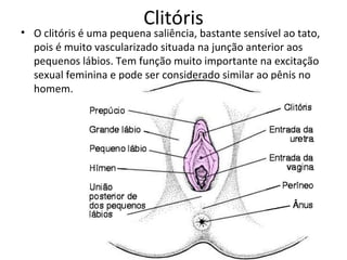 Clitóris O clitóris é uma pequena saliência, bastante sensível ao tato, pois é muito vascularizado situada na junção anterior aos pequenos lábios. Tem função muito importante na excitação sexual feminina e pode ser considerado similar ao pênis no homem. 