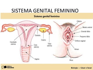 SISTEMA GENITAL FEMININO 