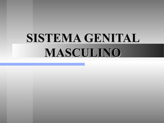 SISTEMA GENITALSISTEMA GENITAL
MASCULINOMASCULINO
 