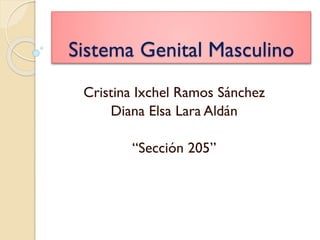 Sistema Genital Masculino
Cristina Ixchel Ramos Sánchez
Diana Elsa Lara Aldán
“Sección 205”

 