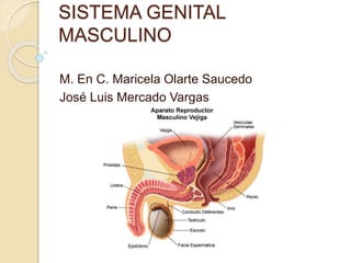 SISTEMA GENITAL 
MASCULINO 
M. En C. Maricela Olarte Saucedo 
José Luis Mercado Vargas 
 