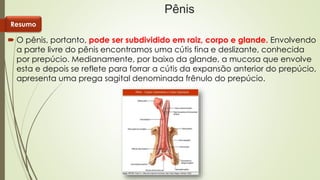 Sistema Genital Masculino Resumo PPTX sistema-genital-masculino-resumo-pptx