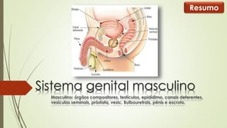 Resumo 
Sistema genital masculino 
Masculino: órgãos compositores, testículos, epidídimo, canais deferentes, 
vesículas seminais, próstata, vesic. Bulbouretrais, pênis e escroto. 
 