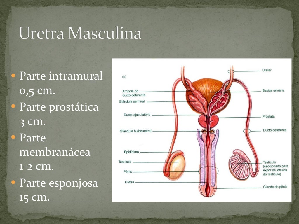 Porque Os Testículos Ficam Na Parte Externa Do Sistema Masculino