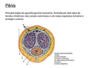 Sistema Genital Masculino PPT Sistema Genital Masculino PPT