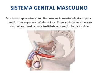 SISTEMA GENITAL MASCULINO O sistema reprodutor masculino é especialmente adaptado para produzir os espermatozóides e inoculá-los no interior do corpo da mulher, tendo como finalidade a reprodução da espécie. 