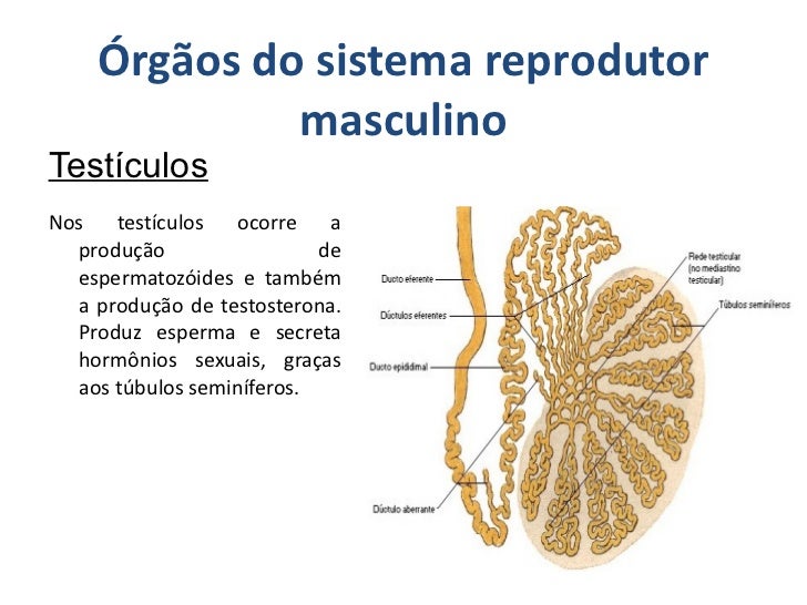 Porque Os Testiculos Ficam Na Parte Externa Do Sistema Masculino