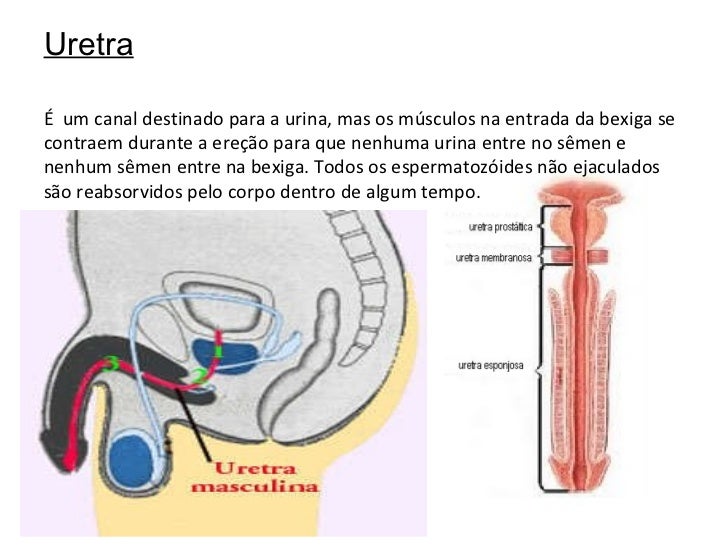 Porque Os Testículos Ficam Na Parte Externa Do Sistema Masculino