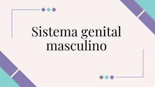 Sistema genital
masculino
 