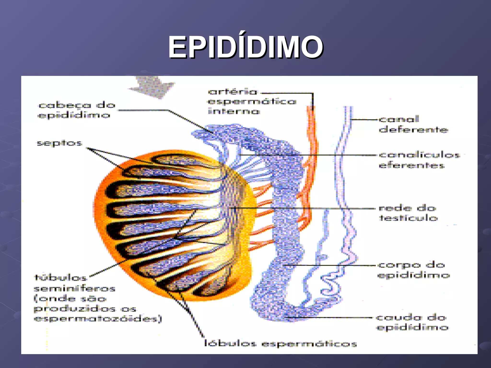 EPIDÍDIMO