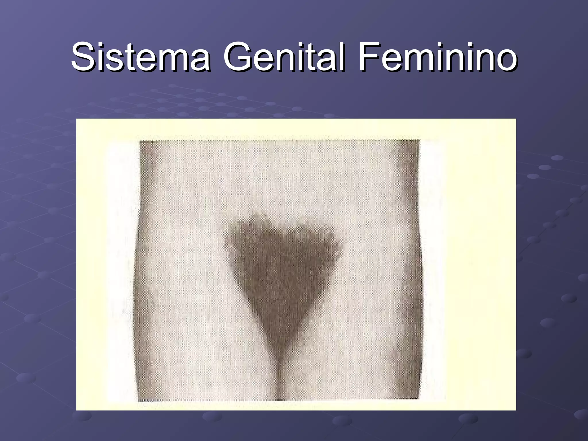Sistema Genital Feminino