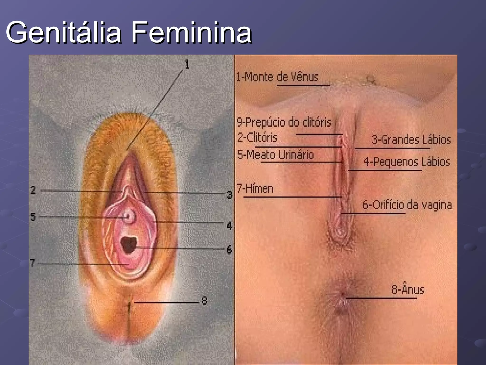 Genitália Feminina