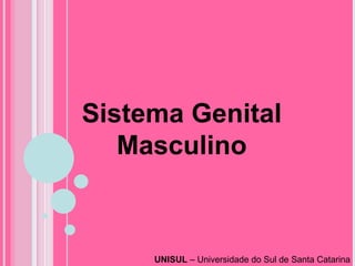 UNISUL  – Universidade do Sul de Santa Catarina  Sistema Genital Masculino 