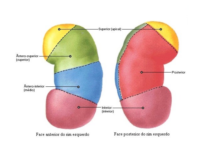 Sistema geniturinario