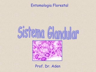 Sistema Glandular Entomologia Florestal Prof. Dr. Aden 