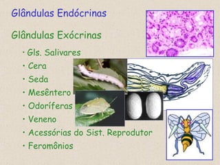 Glândulas Endócrinas Glândulas Exócrinas Gls. Salivares Cera Seda Mesêntero Odoríferas Veneno Acessórias do Sist. Reprodutor Feromônios