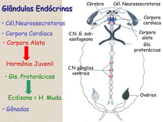 Glândulas Endócrinas Cél.Neurossecretoras Corpora Cardiaca Gônadas Corpora cardiaca Corpora alata Gls. protorácicas Ovários Cérebro Cél. Neurossecretoras C.N. G. sub- esofageano C.N gânglios ventrais Gls. Protorácicas Ecdisona = H. Muda Corpora Alata Hormônio Juvenil