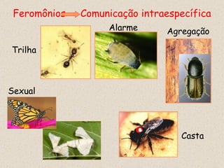 Feromônios Comunicação intraespecífica Trilha Alarme Agregação Casta Sexual