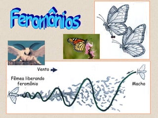 Feromônios Vento Fêmea liberando feromônio Macho