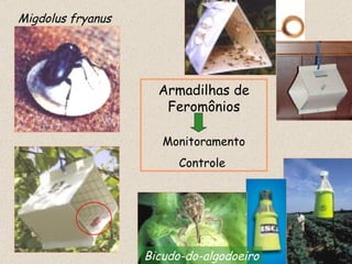 Migdolus fryanus Bicudo-do-algodoeiro Armadilhas de Feromônios Monitoramento Controle
